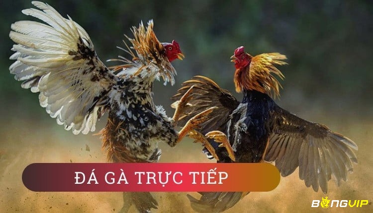 Bỏ túi kinh nghiệm đọc kèo đá gà hôm nay tham gia cá cược trực tiếp