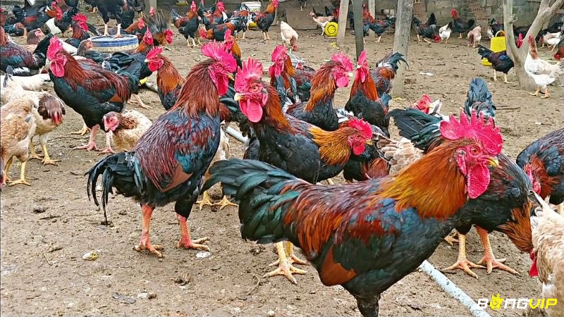 Gà Mía miền Trung, thân hình cân đối, lông vàng đỏ đặc trưng, nổi bật với phản công nhanh và kỹ thuật đá thông minh, được đánh giá cao về giá trị văn hóa và kinh tế