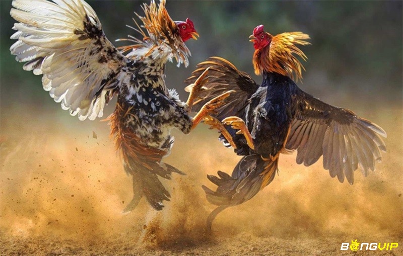 Các giống gà đá ở Việt Nam đều sở hữu kỹ thuật thi đấu và lối đá riêng biệt, tạo nên nét đặc trưng không thể nhầm lẫn